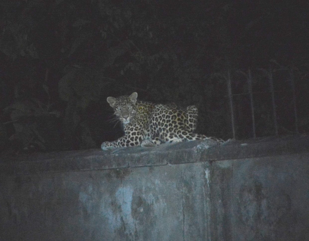 Leopard panic for one and a half hours in Napur West Village