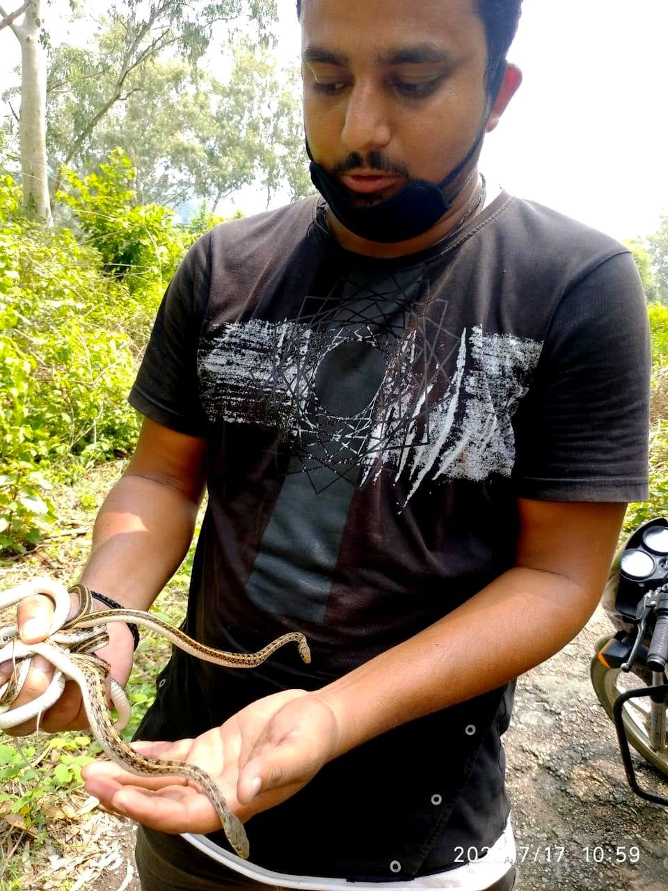 Six Sithalathi species snakes came inside the house