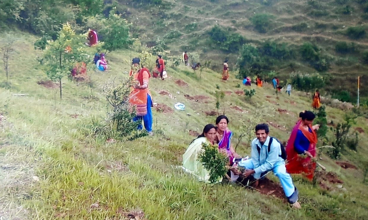 In Pithoragarh, people planted saplings