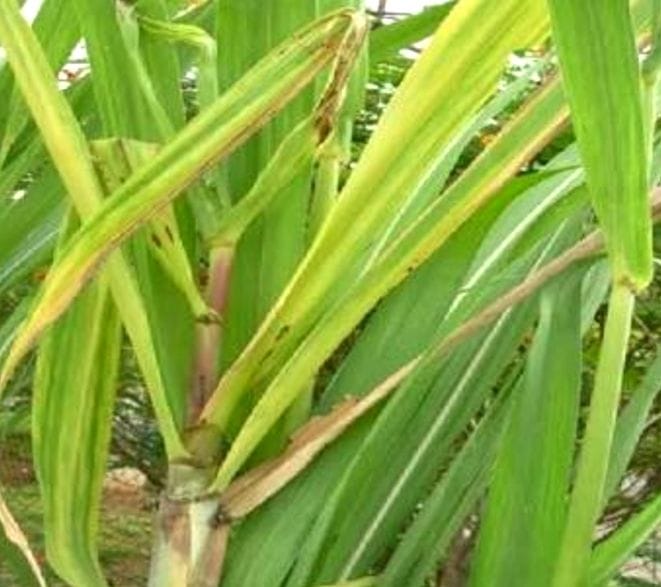Outbreak of Pokka Boeing seen in sugarcane