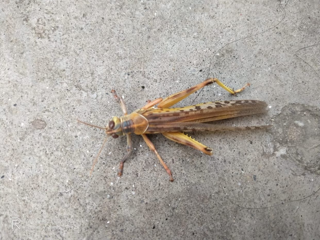 Swarm of locusts reached Tanakpur, farmers worried