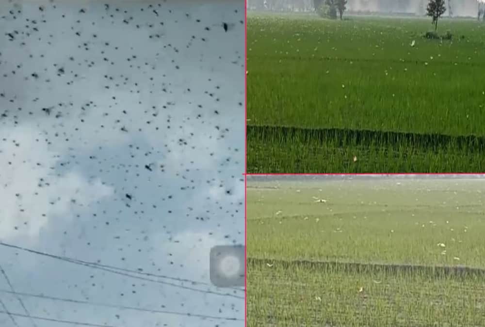 Locust Swarm Attack In Uttarakhand Latest News: Alerts To farmers For Save Crops