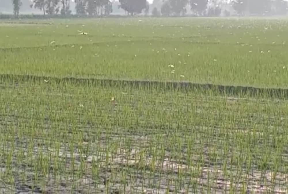Locust Swarm Attack In Uttarakhand Latest News: Alerts To farmers For Save Crops