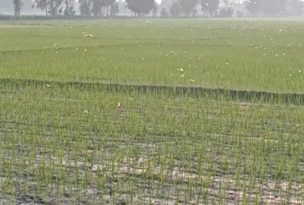 Locust Swarm Attack In Uttarakhand Latest News: Alerts To farmers For Save Crops