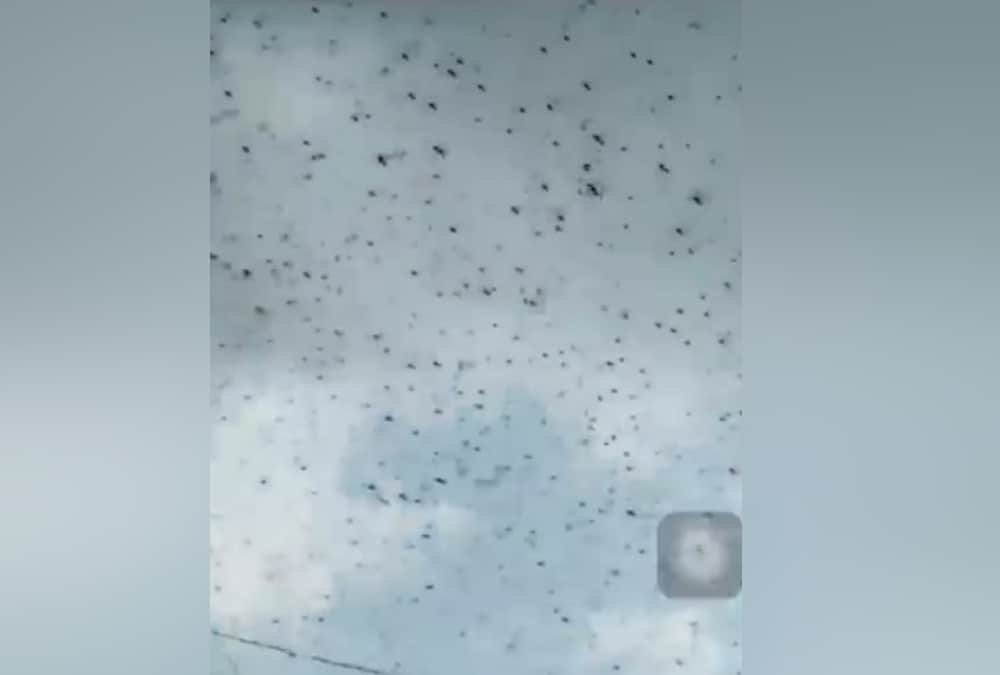 Locust Swarm Attack In Uttarakhand Latest News: Alerts To farmers For Save Crops