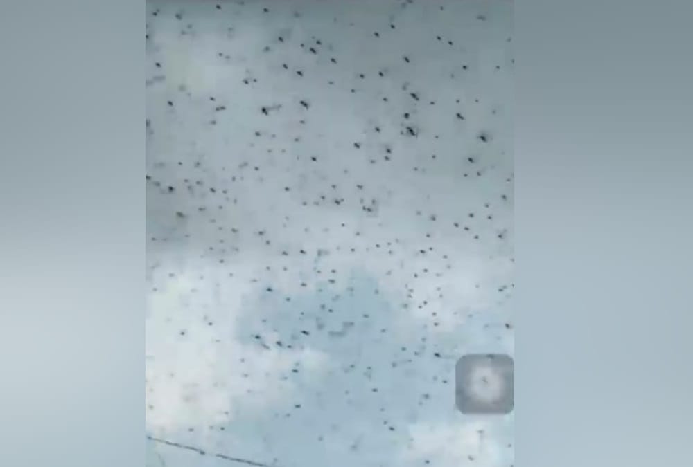Locust Swarm Attack In Uttarakhand Latest News: Alerts To farmers For Save Crops