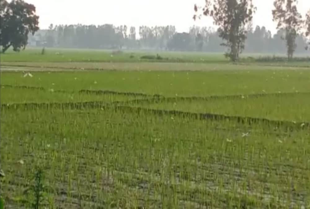 Locust Swarm Attack In Uttarakhand Latest News: Alerts To farmers For Save Crops