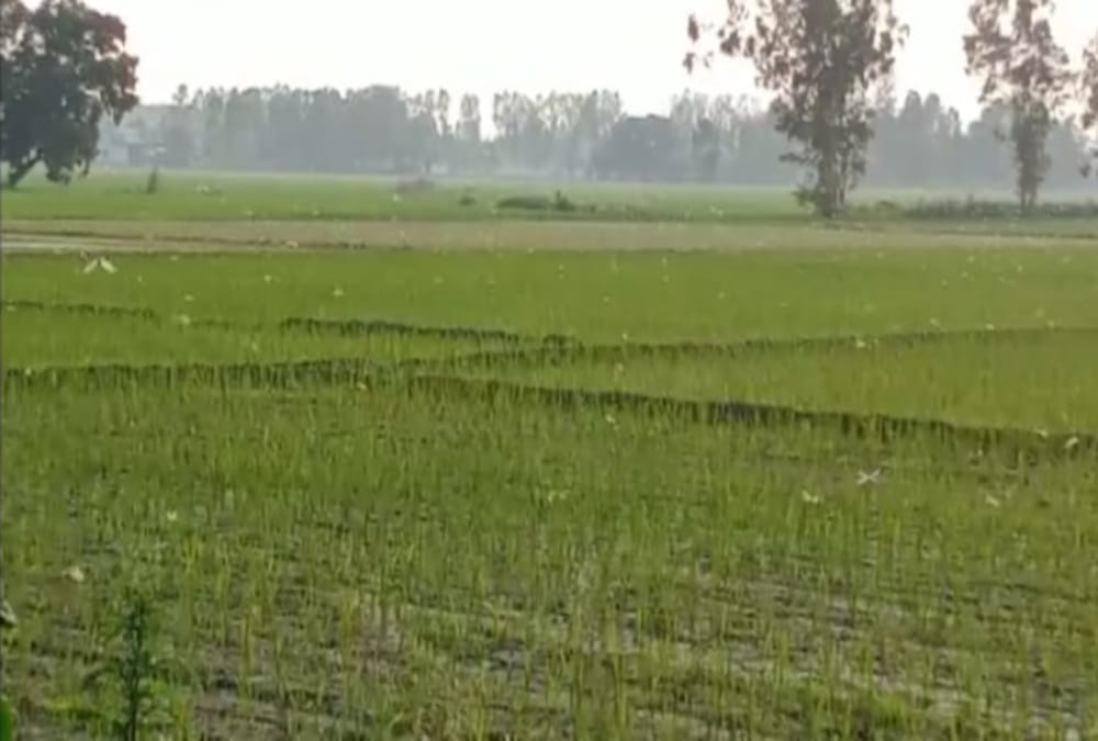 Locust Swarm Attack In Uttarakhand Latest News: Alerts To farmers For Save Crops