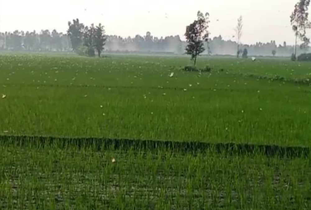 Locust Swarm Attack In Uttarakhand Latest News: Alerts To farmers For Save Crops