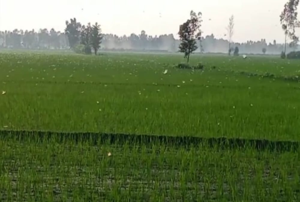 Locust Swarm Attack In Uttarakhand Latest News: Alerts To farmers For Save Crops