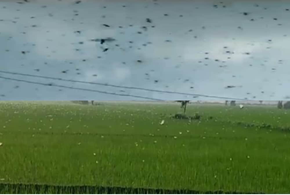 Locust attack in Uttarakhand: Locust swarm comes in uttarakhand from nepal border, know How save Crops