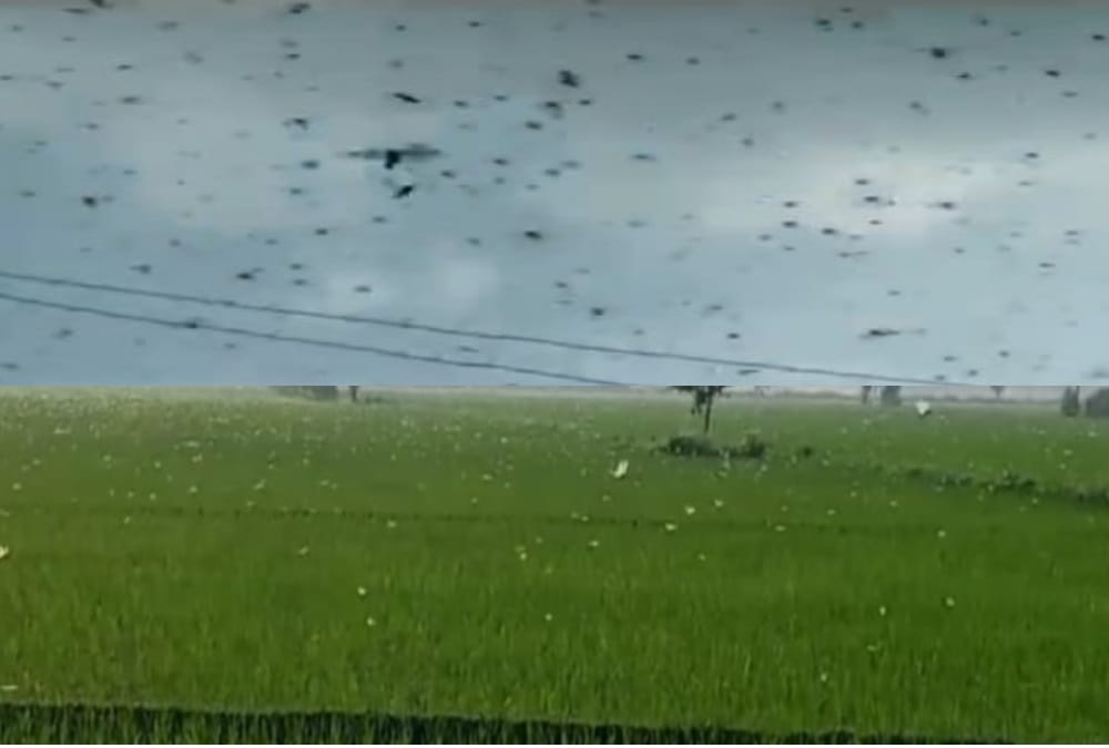 locust attack in uttarakhand : Pantnagar University scientists issued advisory and suggestions for farmers to protect crops