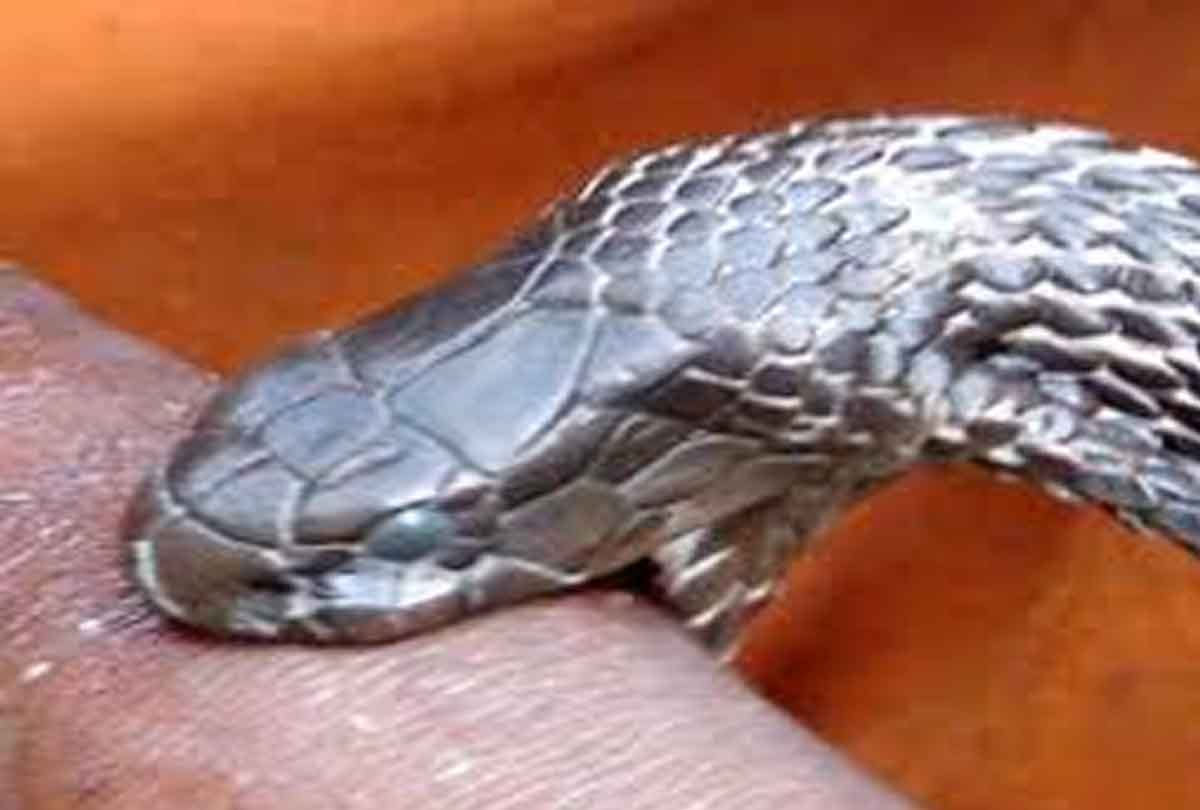 Mother and daughter died due to snakebite in auraiya