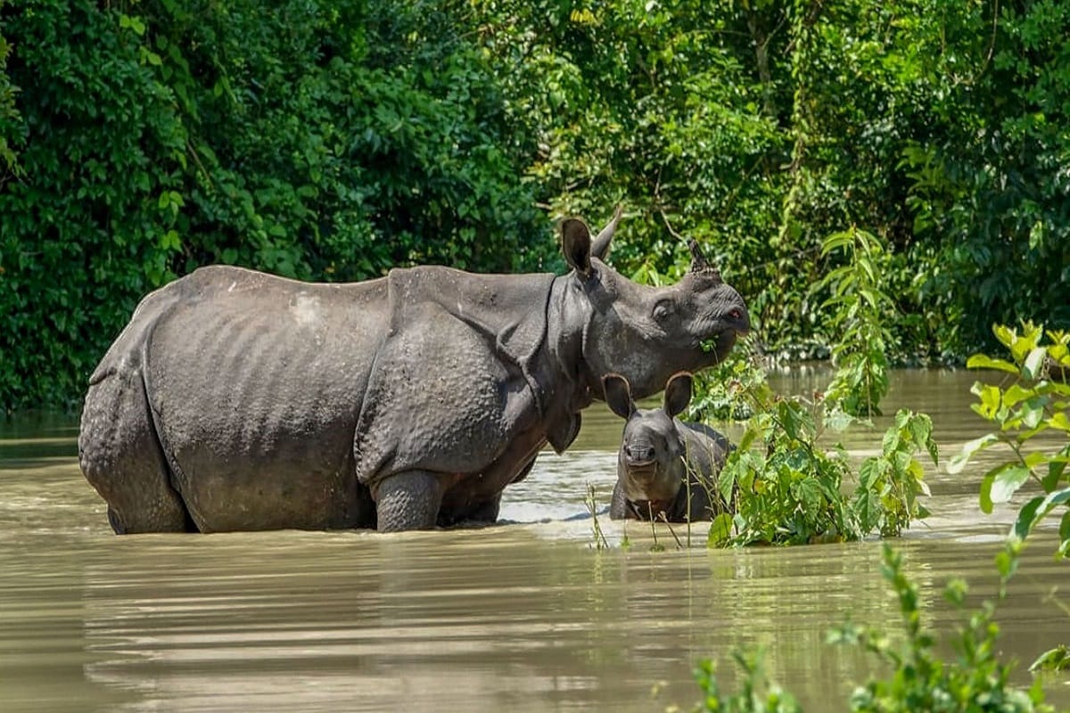 Prince William and Kate Middleton expressed grief over catastrophe caused in Kaziranga national park due to flood in Assam
