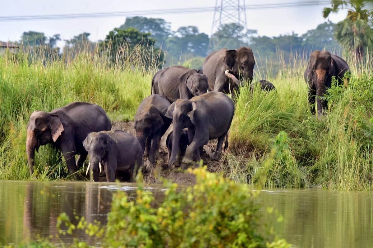 Assam Flood News: Assam Flood worst hit many human and animals in Kaziranga national park, See photos