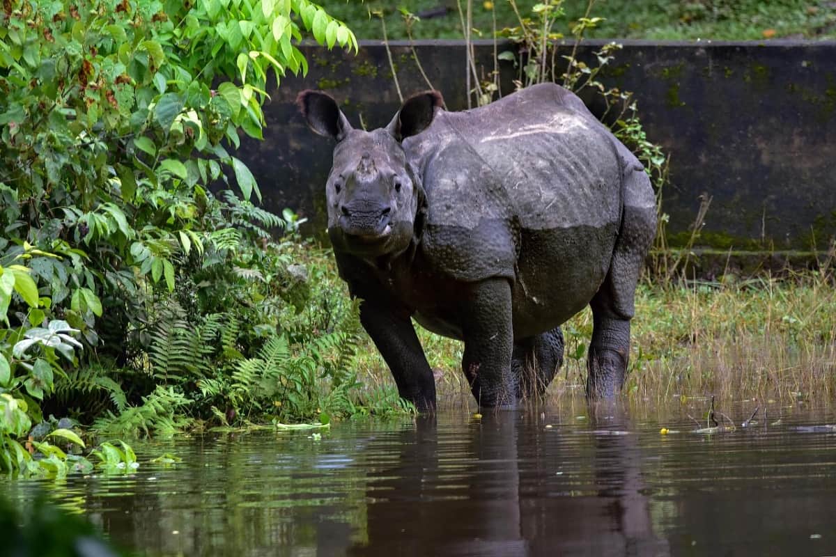 Assam Flood News: Assam Flood worst hit many human and animals in Kaziranga national park, See photos