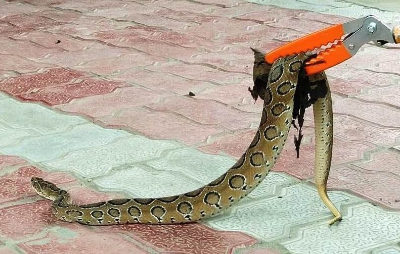 snake