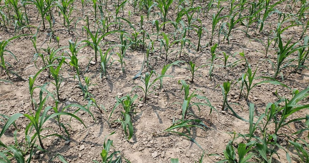 rice crop