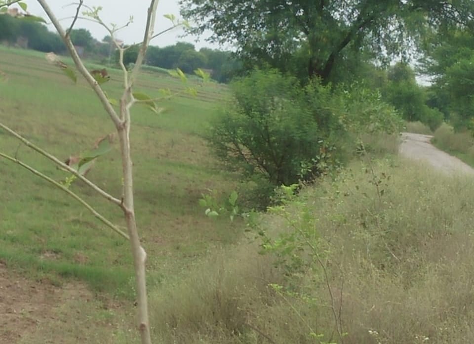 Environment in ghazipur
