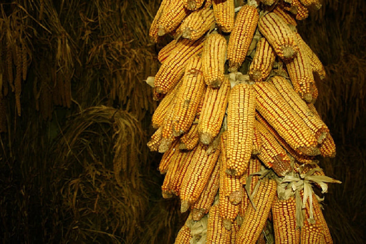 there was no impact of coronavirus on Kharif crops according to government