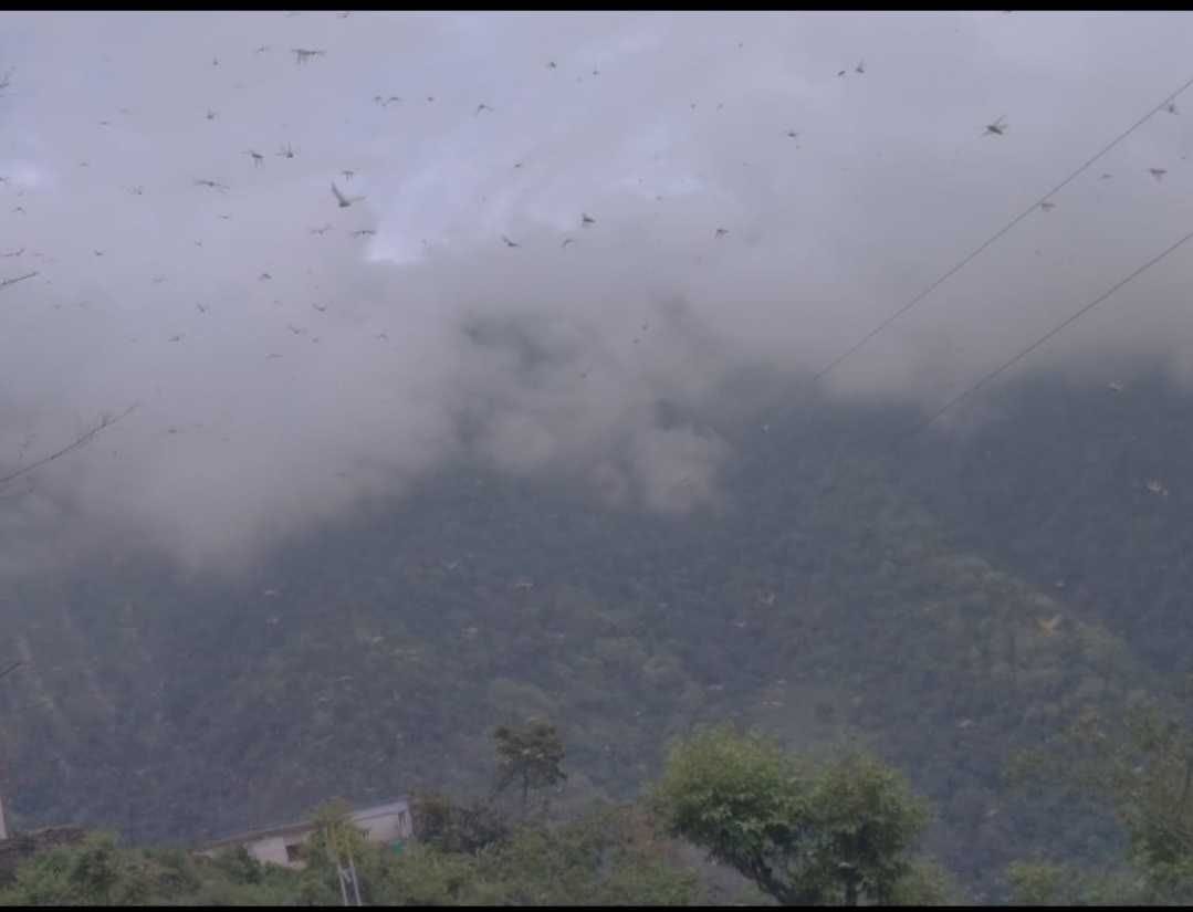 Tiddi dal in Champawat