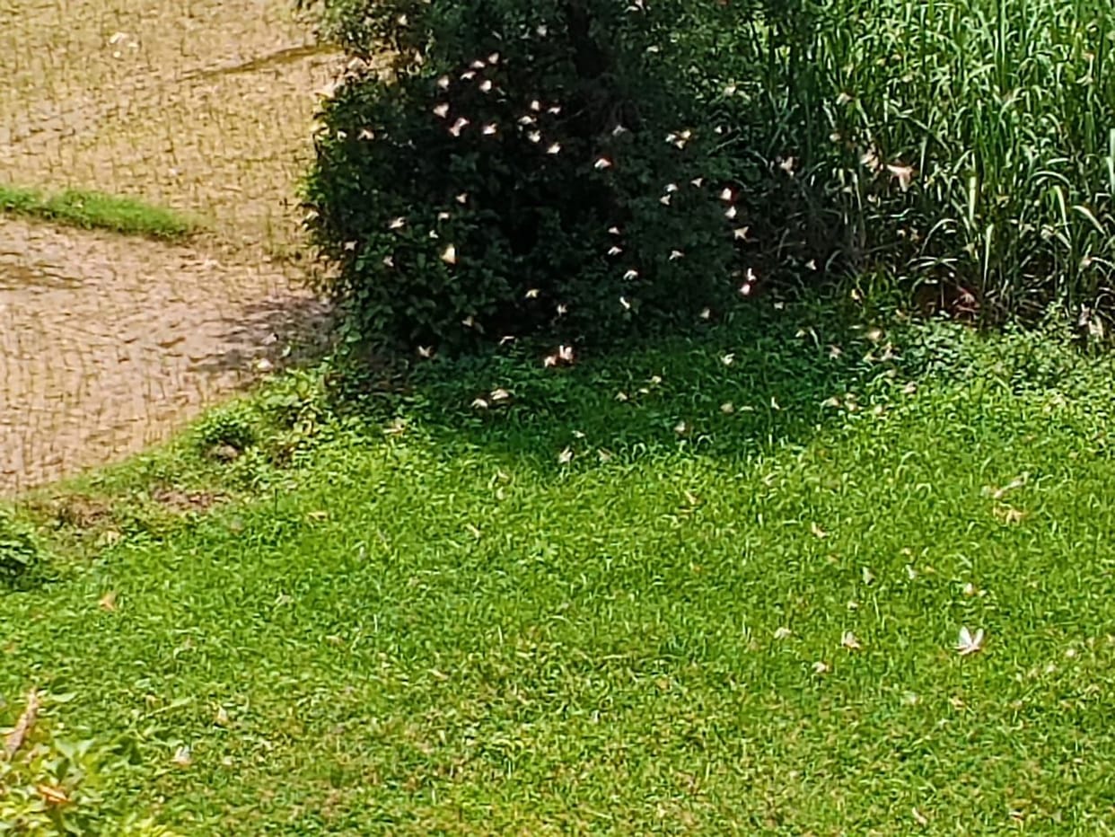 Locust Attack in Tarayi