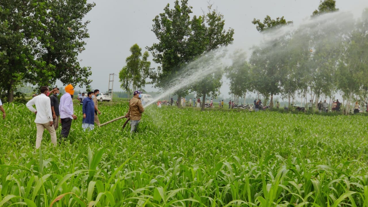 locust attack in uttarakhand : Pantnagar University scientists issued advisory and suggestions for farmers to protect crops
