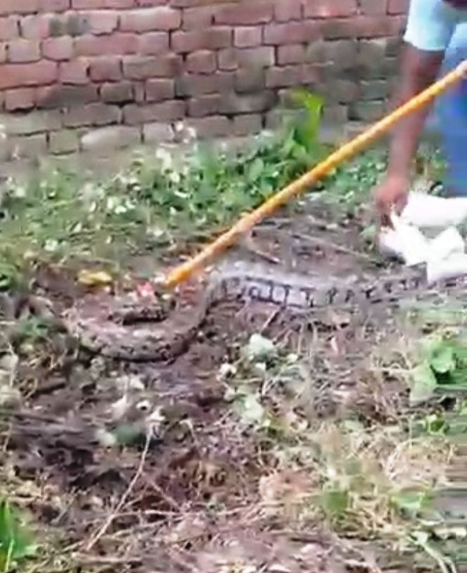 snake