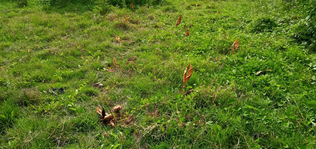 plantation failed. half destroyed caused by lack of caring
