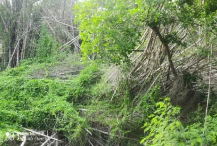 Chandigarh news in hindi: Chandigarh's bamboo Valley in danger