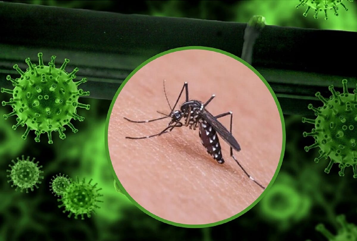 coronavirus study says covid 19 can not spread by mosquito bite