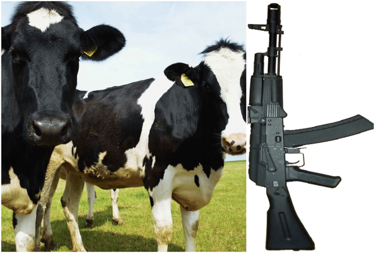 यहां Ak-47 के बदले मिल रही एक जोड़ी गाय, जानिए क्या है पूरा मामला ...