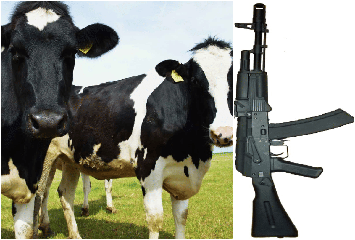 zamfara state of nigeria offers cows in exchange for ak 47 rifles