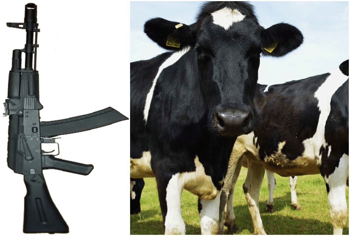 zamfara state of nigeria offers cows in exchange for ak 47 rifles