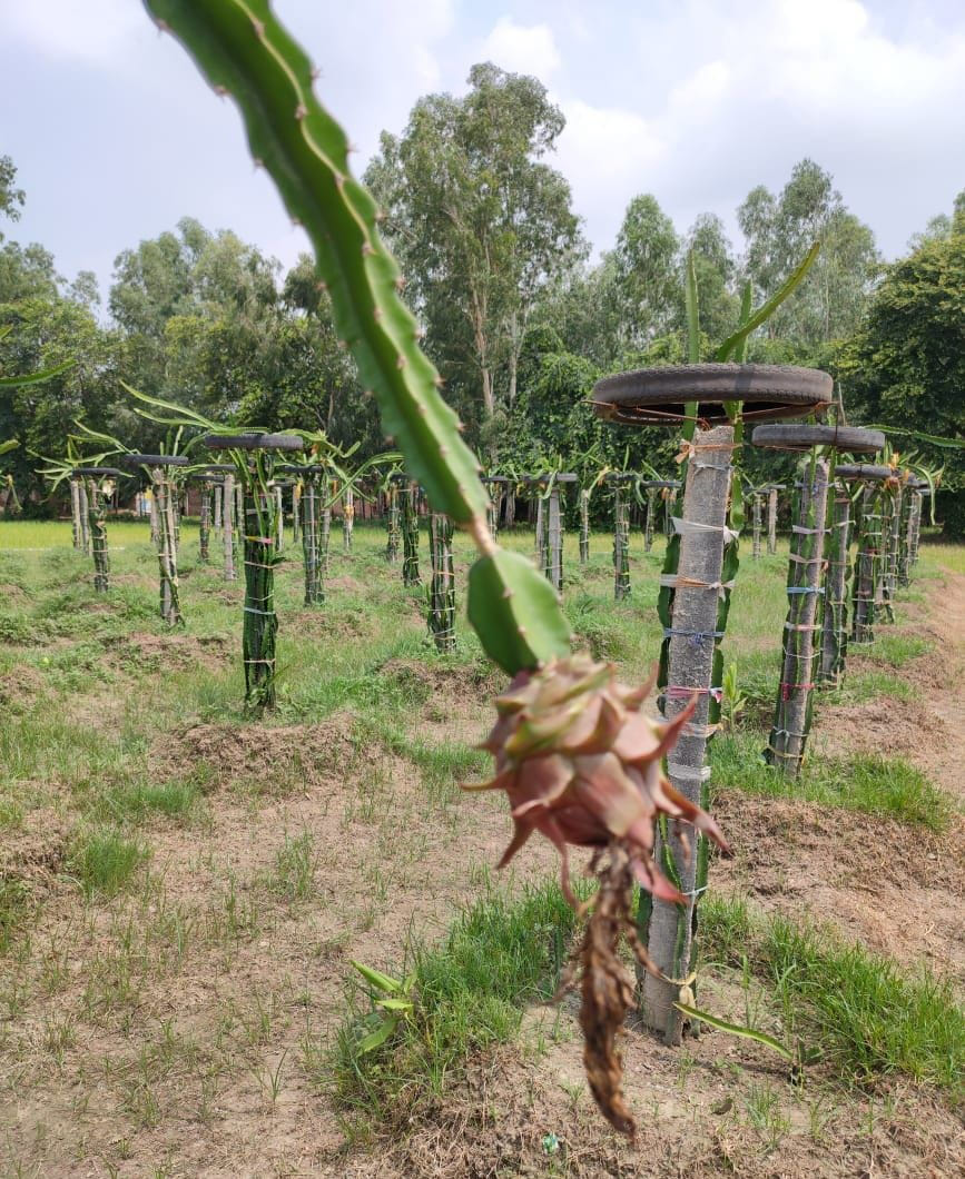 Cultivation of dragon fruit with medicinal properties started