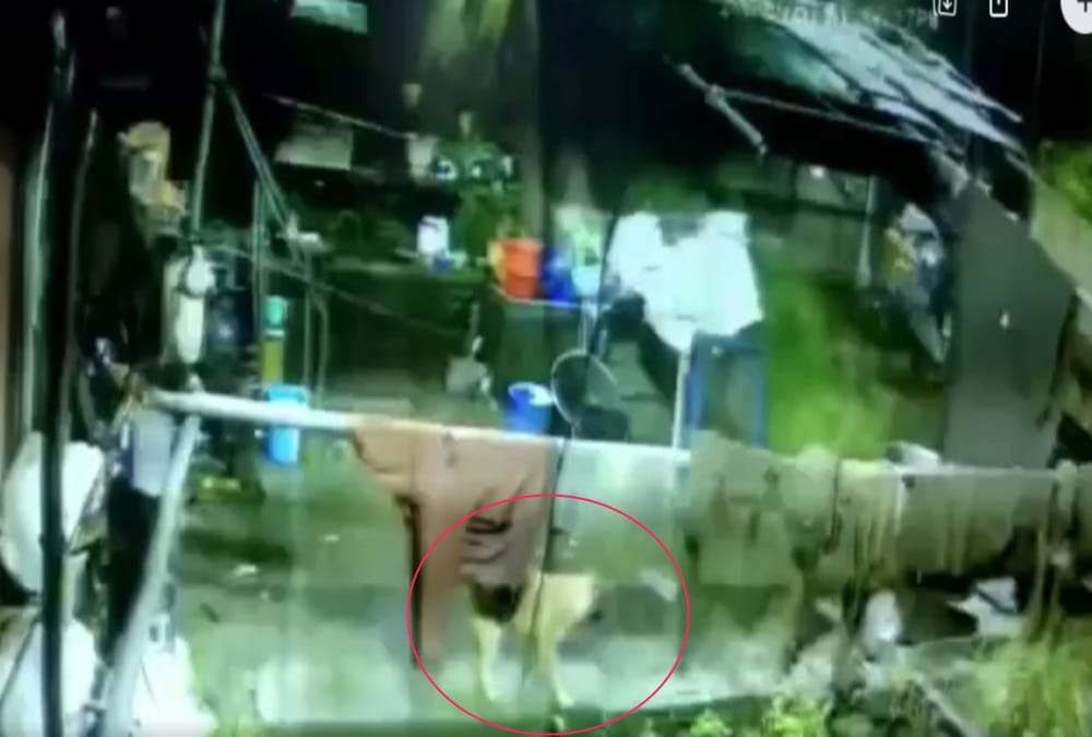 Leopard Attack on Dog and Fight Between them in nainital, Incident Captured in Cctv