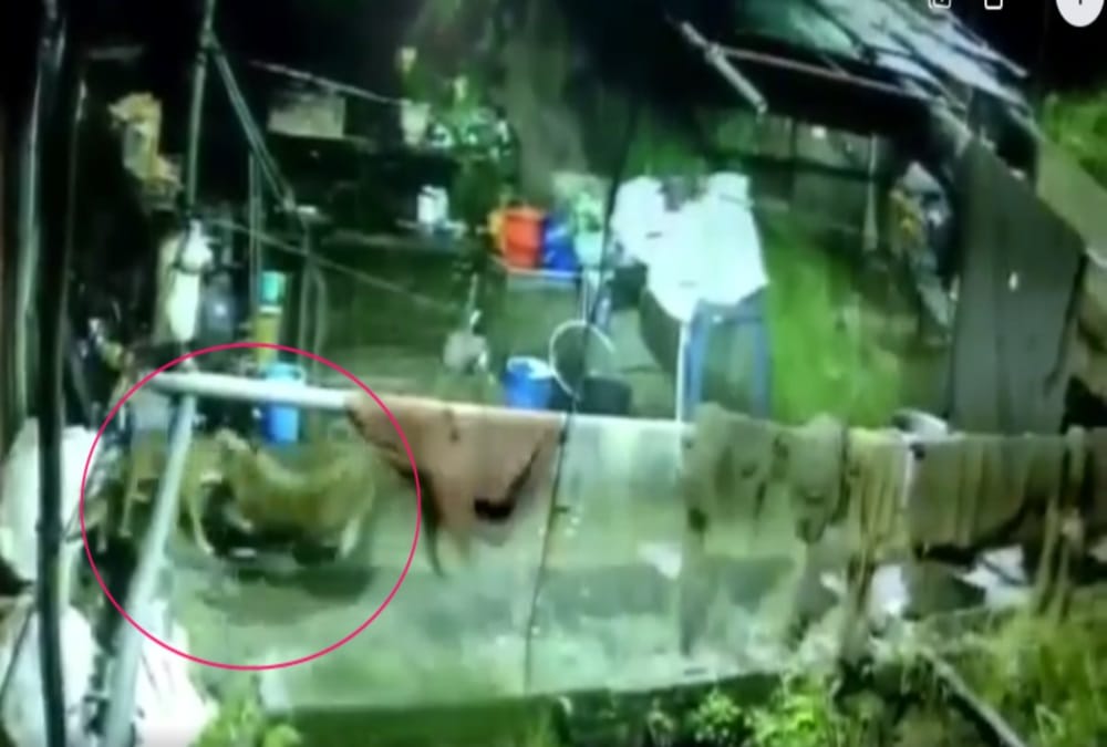 Leopard Attack on Dog and Fight Between them in nainital, Incident Captured in Cctv