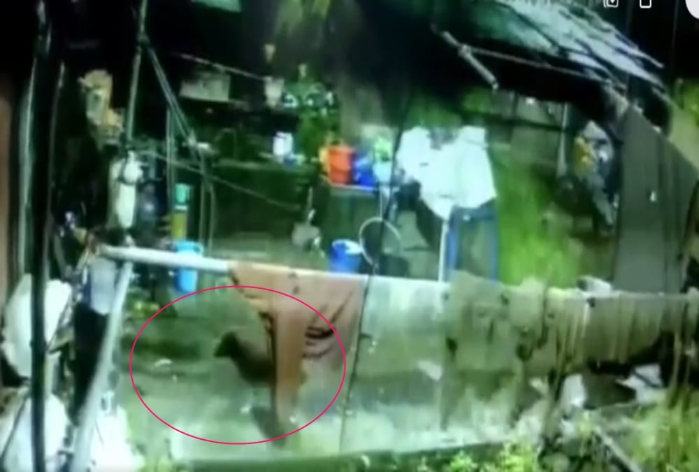 Leopard Attack on Dog and Fight Between them in nainital, Incident Captured in Cctv