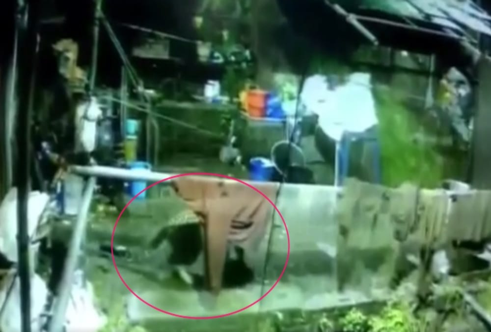 Leopard Attack on Dog and Fight Between them in nainital, Incident Captured in Cctv