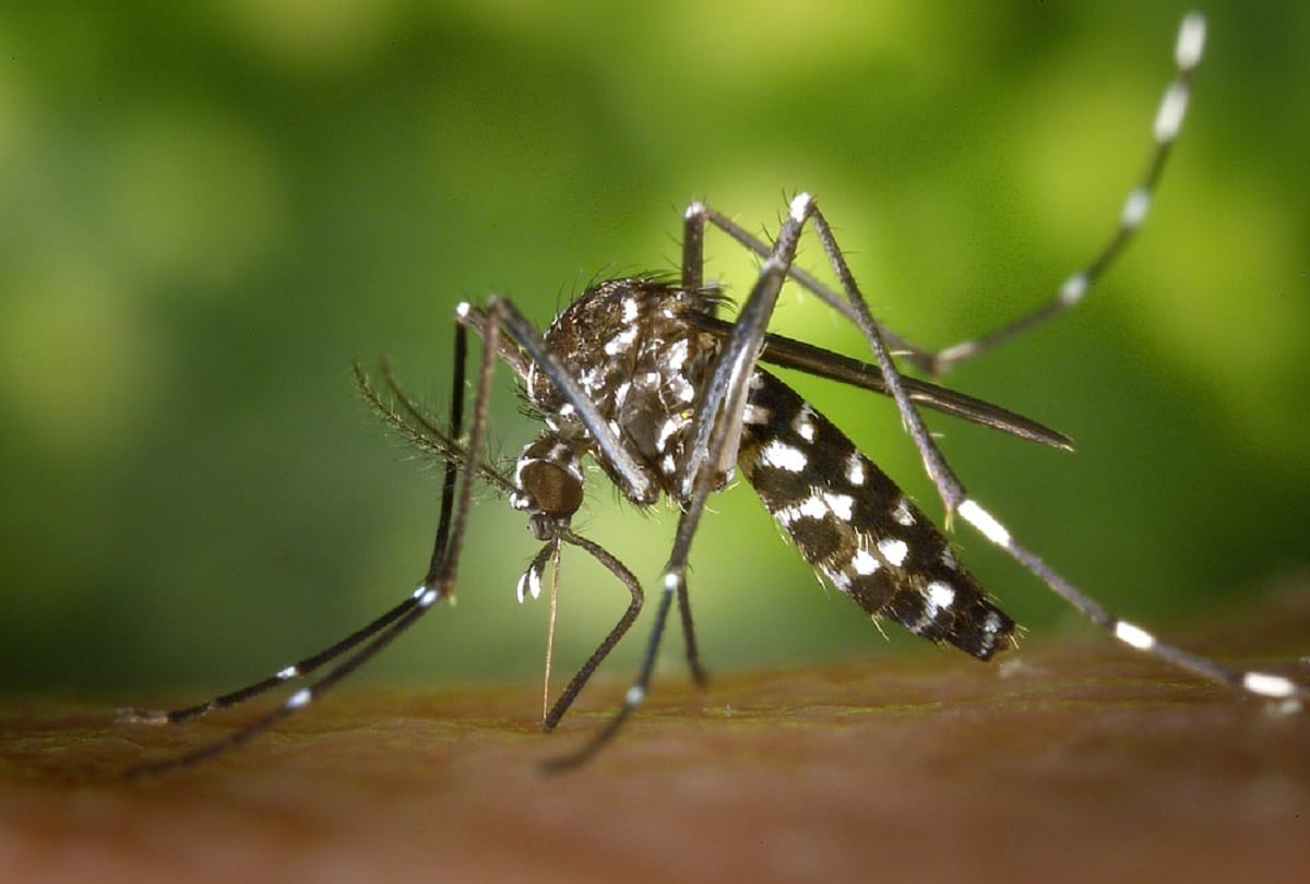 know why mosquito drinks human blood scientists find the answer