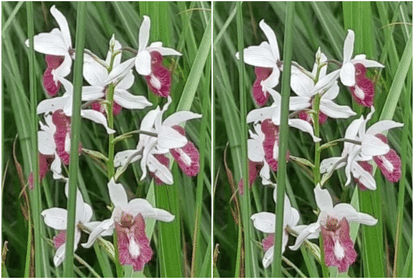 Dudhwa Tiger Reserve found rare species of orchid flowers after 118 years