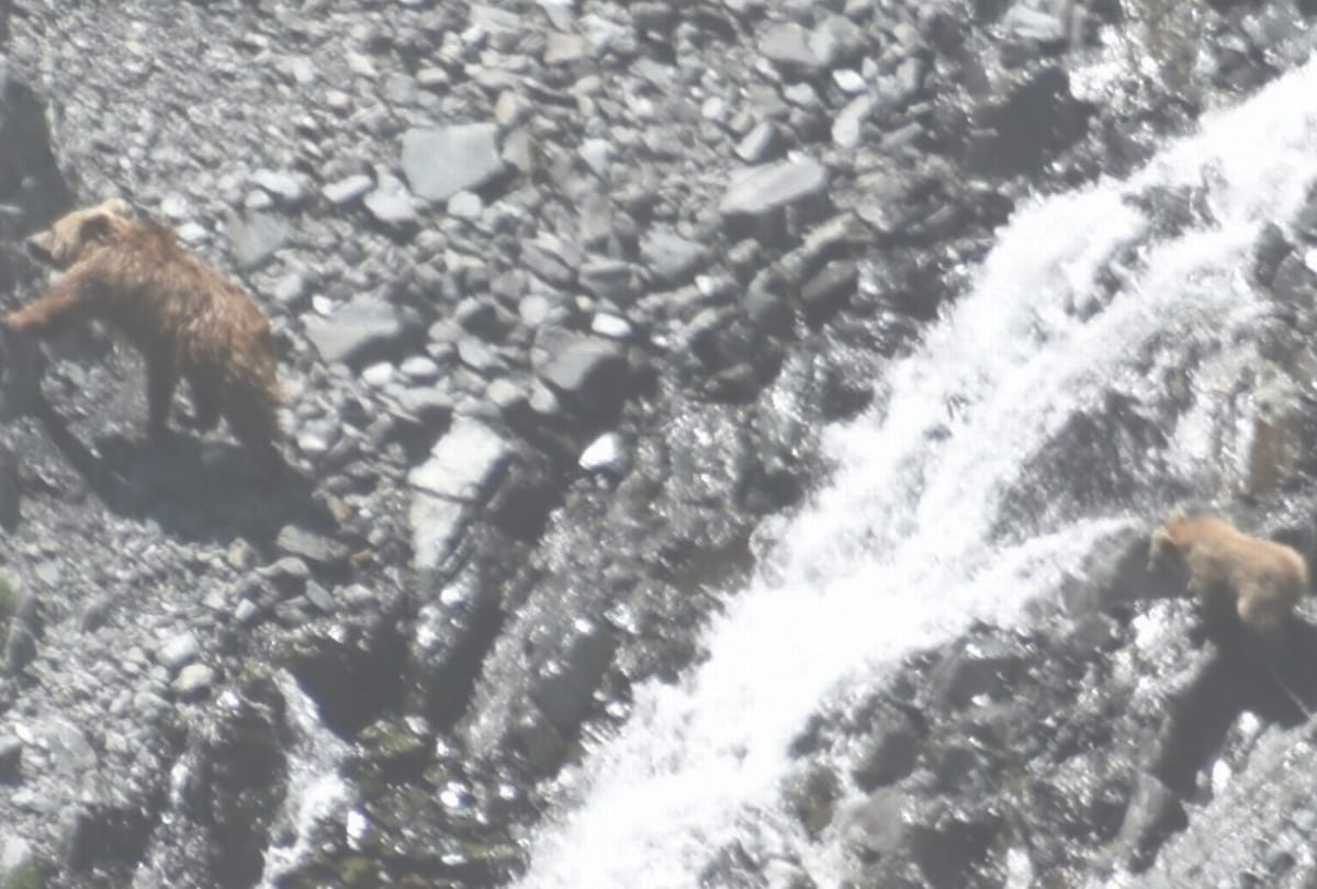 Himachal News: Brown female bear spotted in madgram region of Lahaul Valley