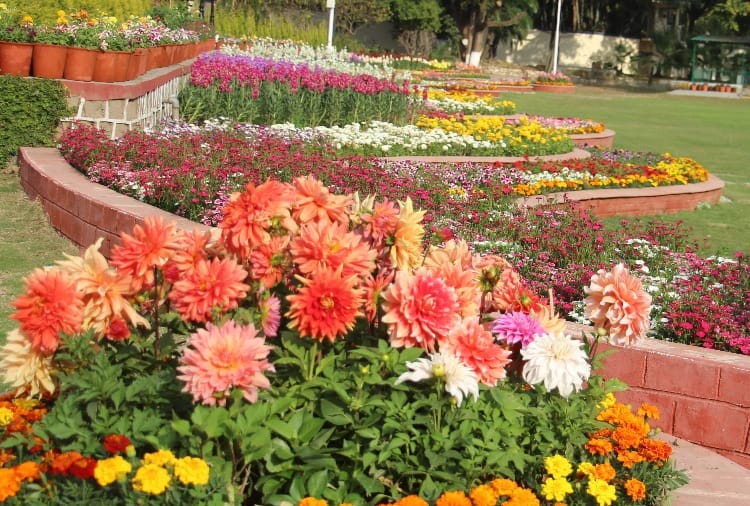 Plan to planting flowers of 74 thousand at an IAS house