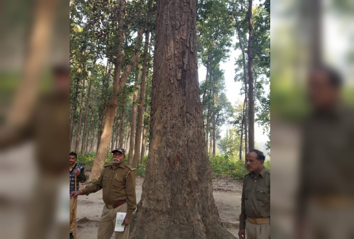 forest Deparment being preserved tree in Farrenda UP