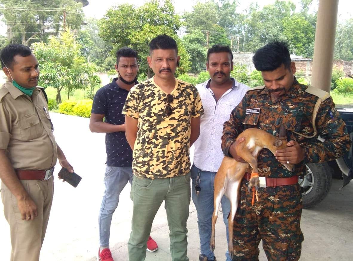 Reindeer entered in populated area, left in safe forest