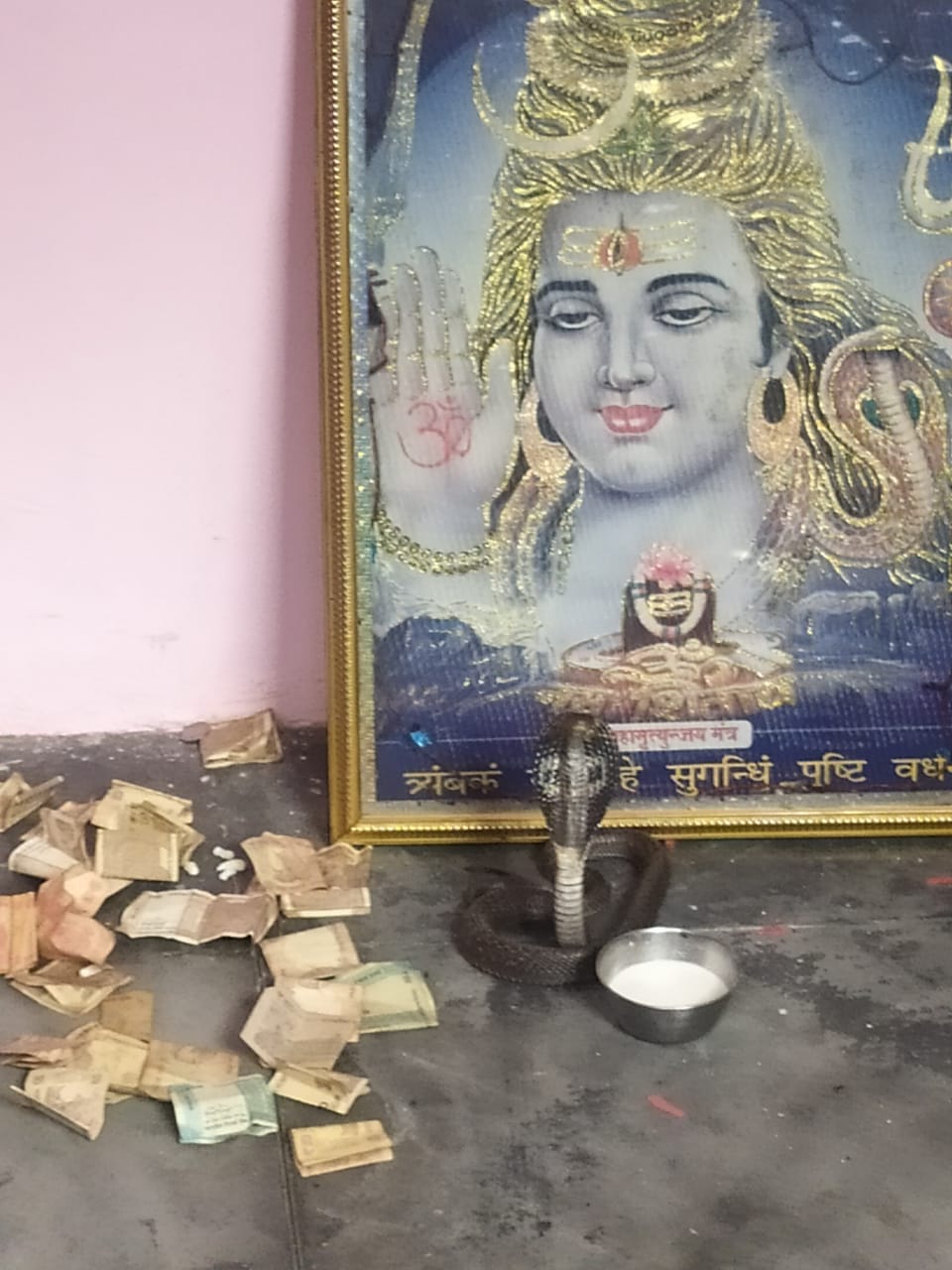 Nag Devta came to Shiva temple, devotees got influx