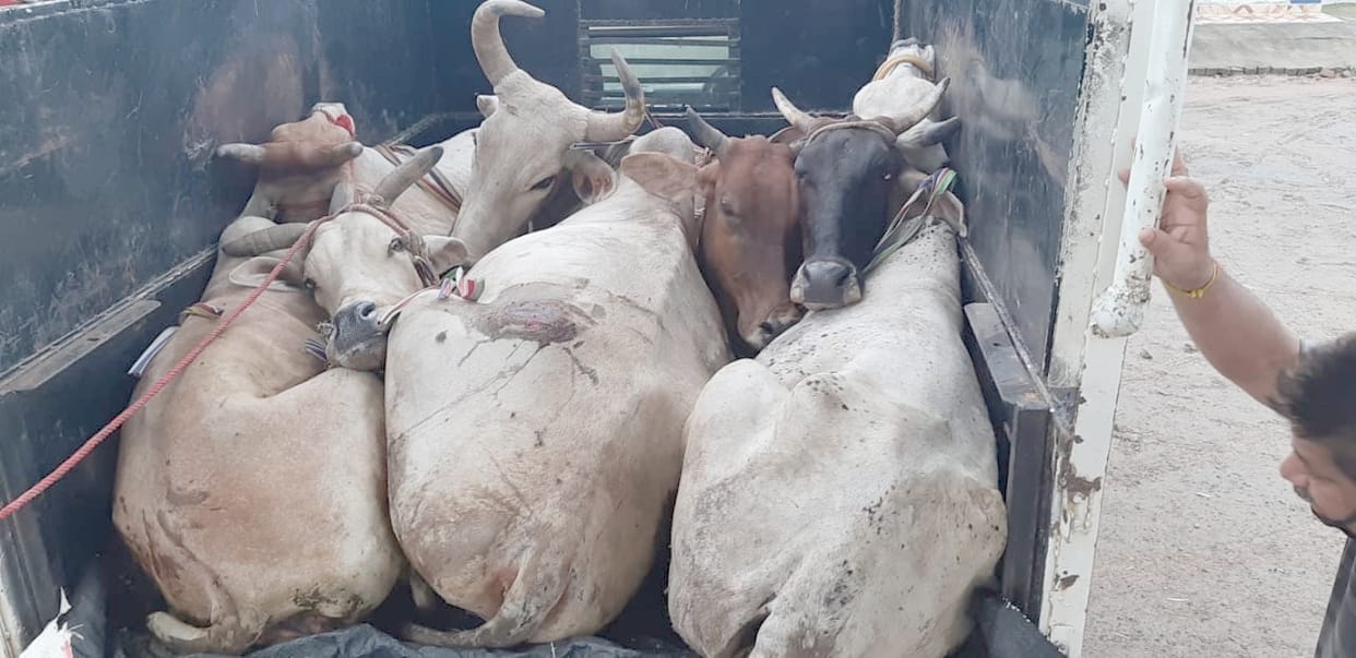 Smuggler including six cattle arrested