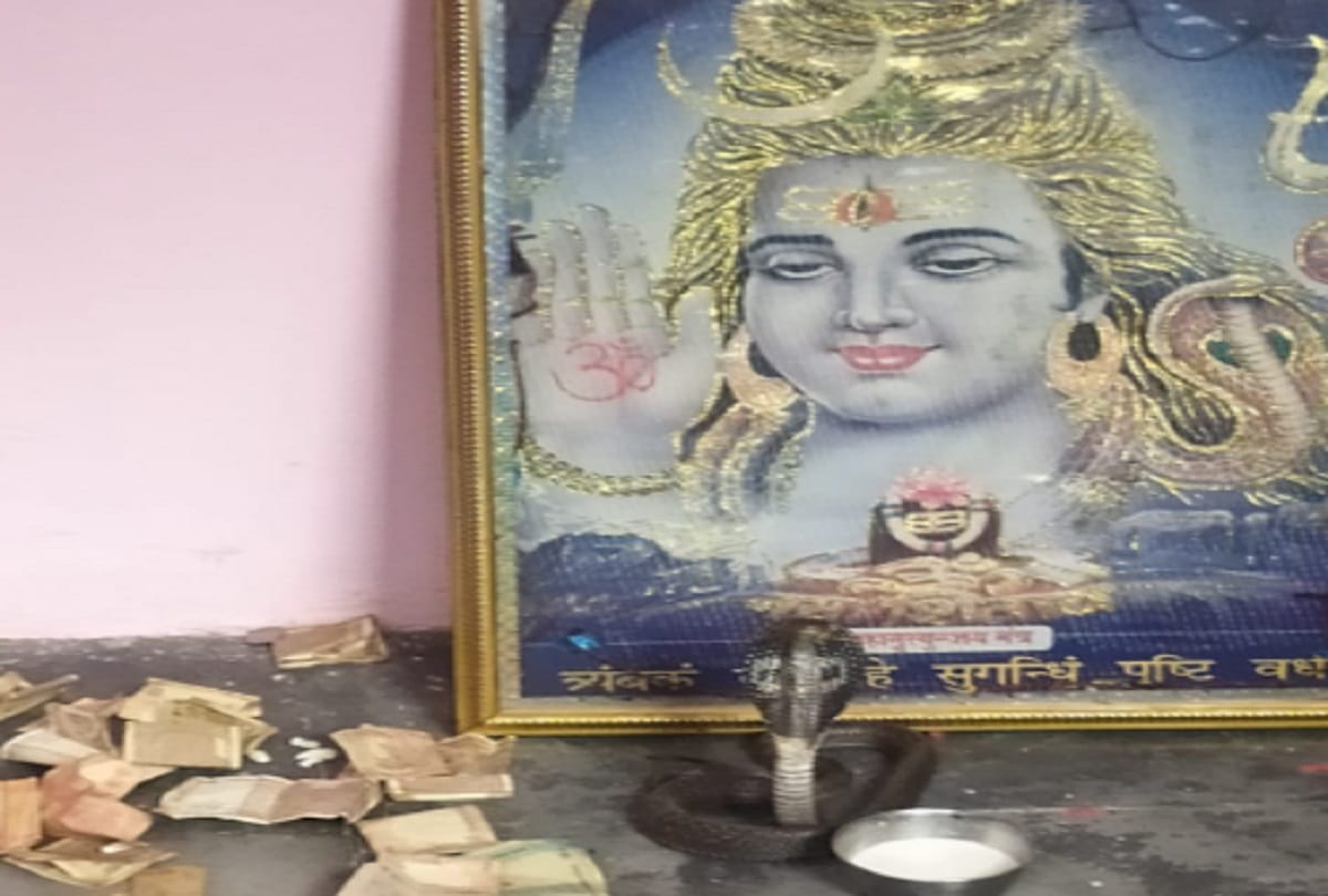 The priest has seen a snake at the Shiva temple in a village in Saharanpur