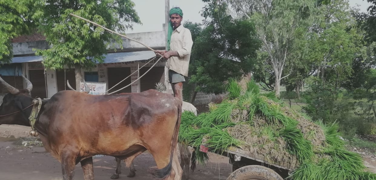 Rapid planting of paddy due to rain
