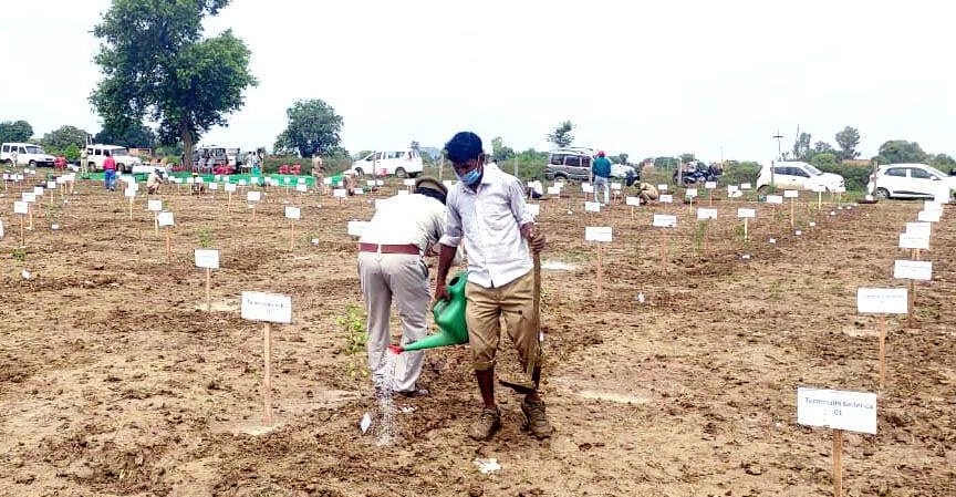 plantation programme in chitrakoot